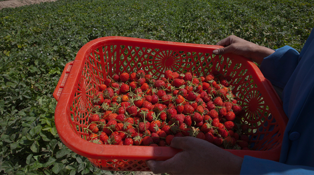 Καλλιέργειες φράουλας