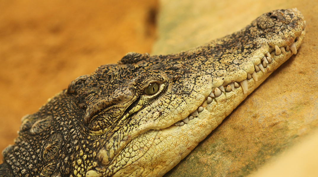 Κροκόδειλος