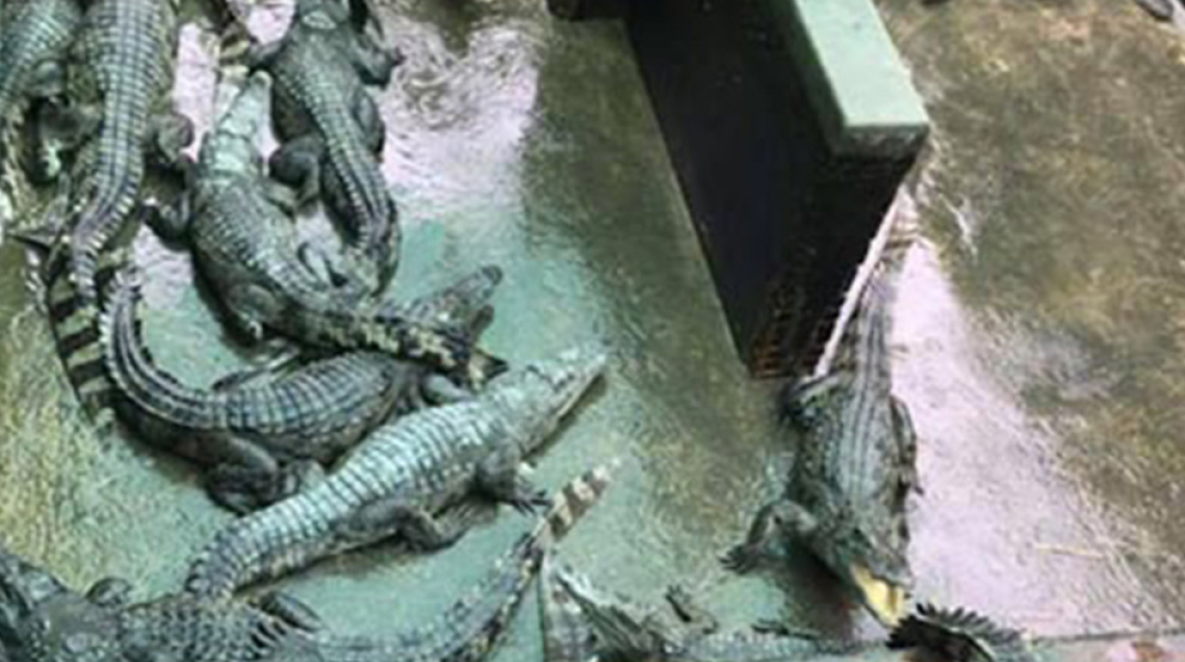 Φάρμα κροκοδείλων