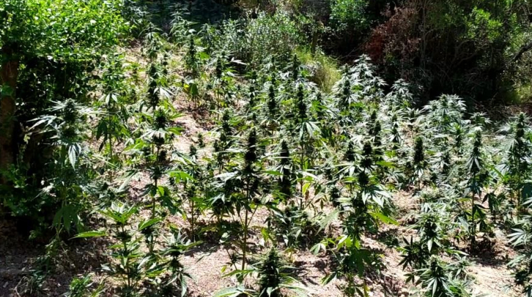 Φυτεία κάνναβης στην Οινόη Αττικής