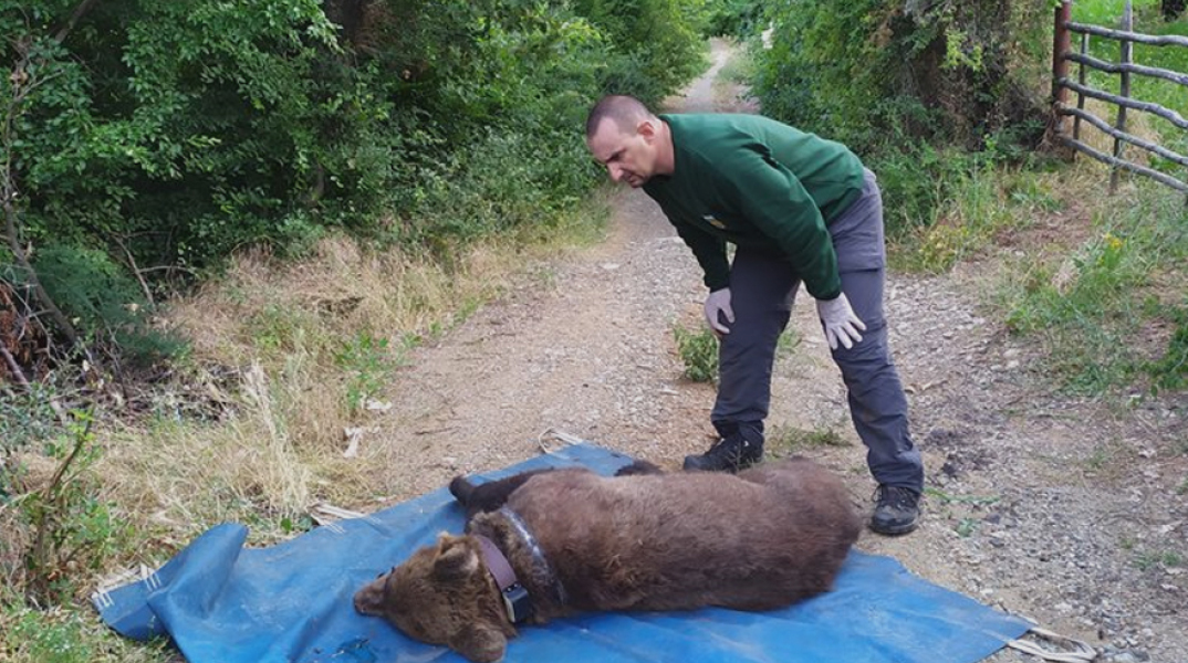 Ο «Ερμής», η αρκούδα που έσωσε από παγίδα η ομάδα άμεσης δράσης του Αρκτούρου στην Έδεσσα