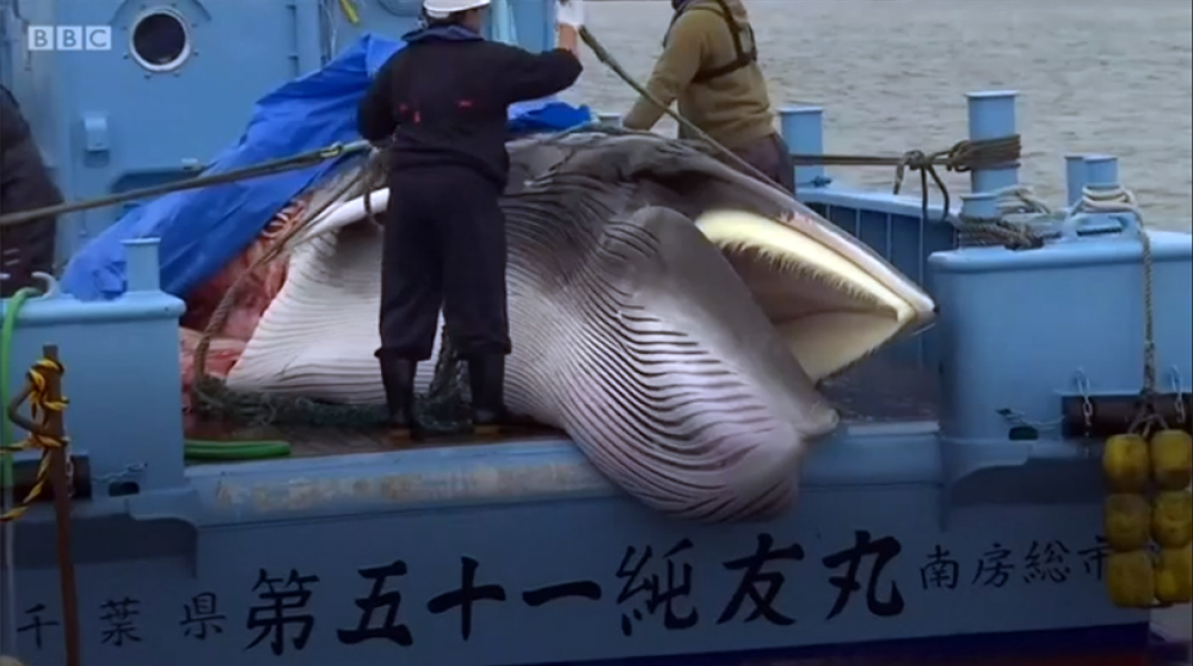 Φαλαινοθηρία