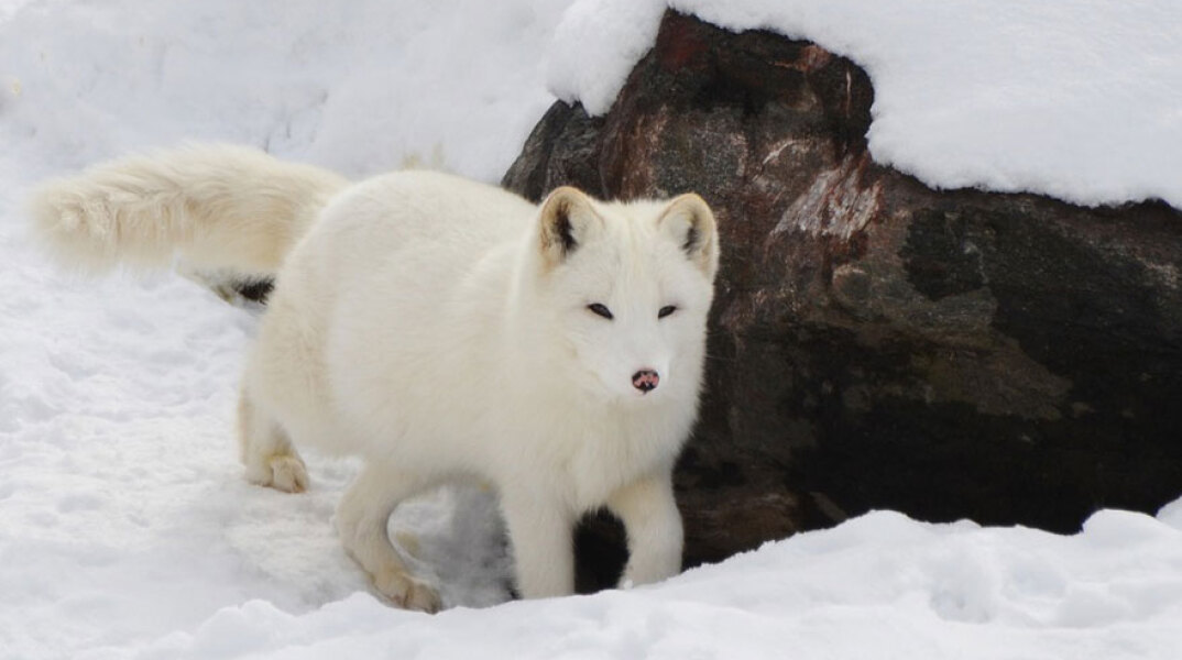 Αρκτική αλεπού 
