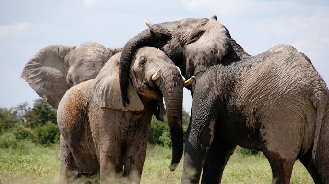 elephants1.jpg