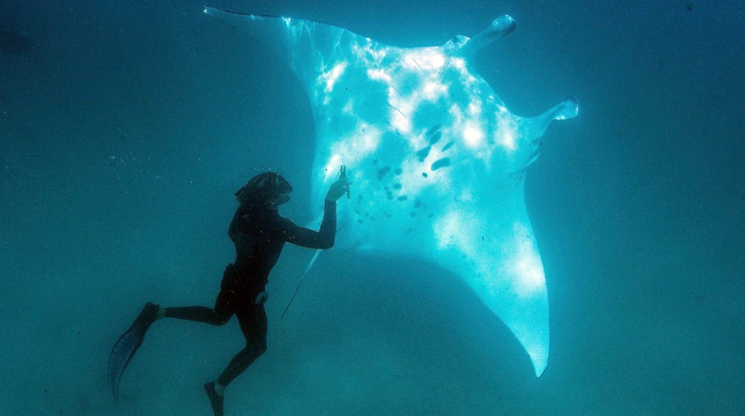 Σαλάχι και δύτης