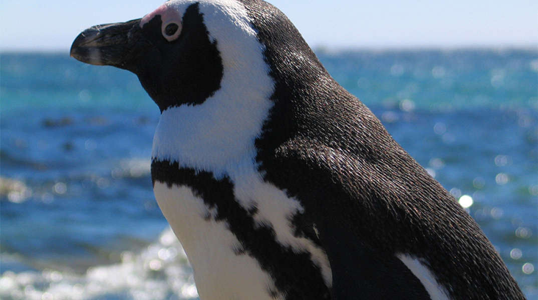 Μπλε πιγκουίνος