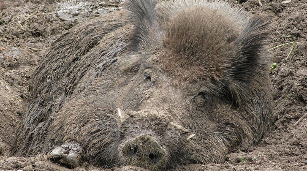 Αγριογούρουνο