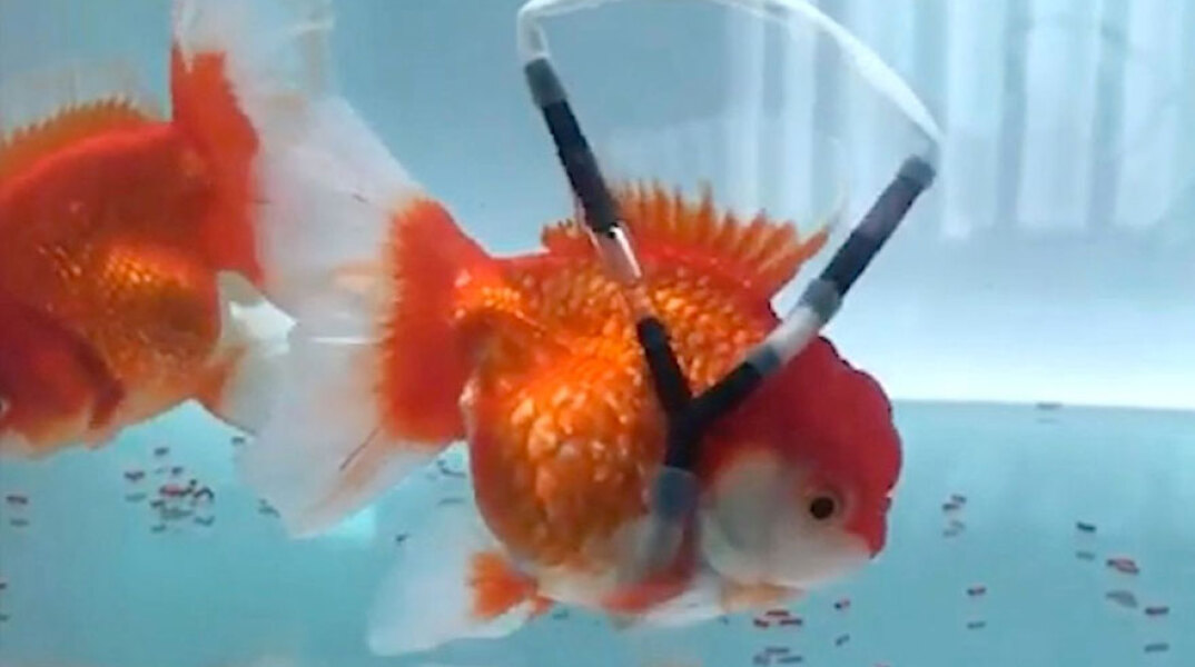 Χρυσόψαρο με το «αναπηρικό αμαξίδιο»