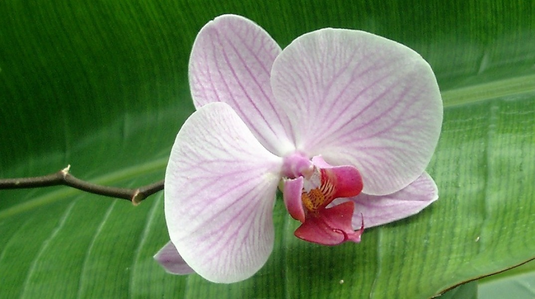 orchid