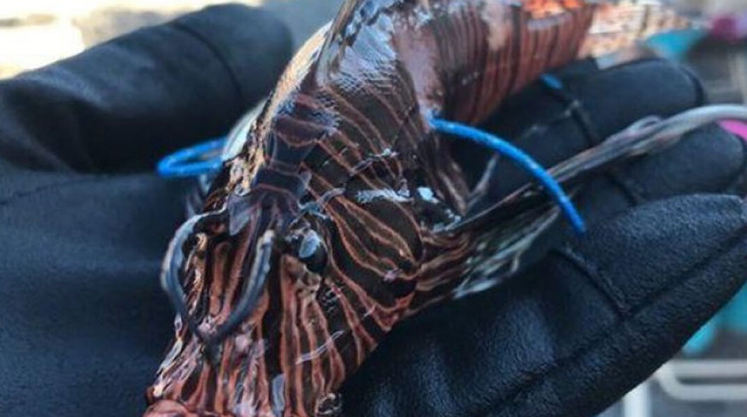 Pterois miles, ευρύτερα γνωστό ως «λεοντόψαρο»