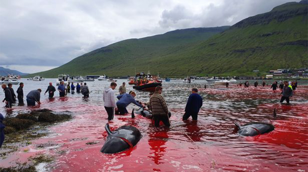Σφαγή φαλαινών