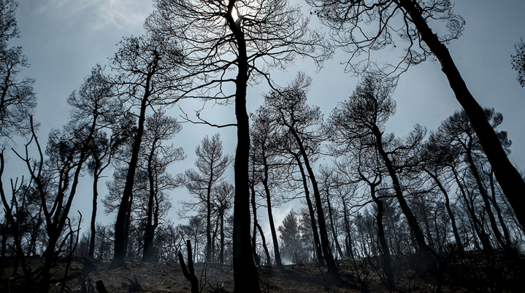 Πυρκαγιά στα Ψαχνά Ευβοίας