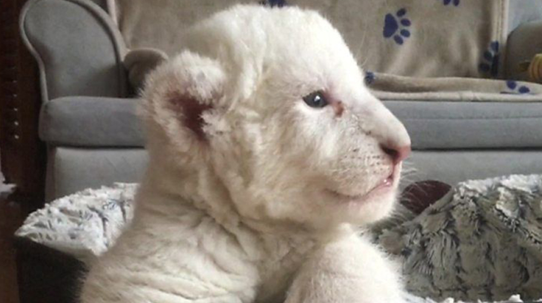 Λευκά λιοντάρια