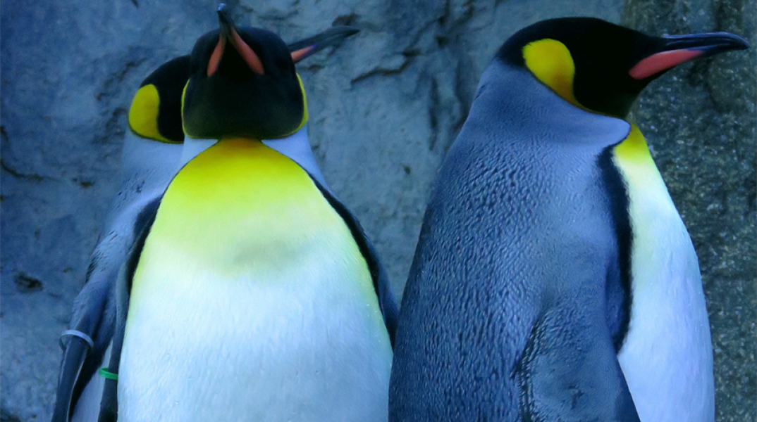 Αυτοκρατορικοί πιγκουίνοι