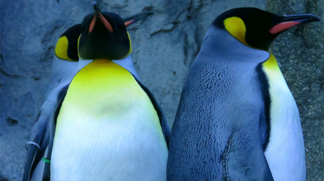 Αυτοκρατορικοί πιγκουίνοι