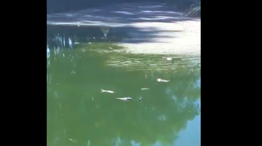 Οι λίμνες στο πάρκο «Αντώνης Τρίτσης»