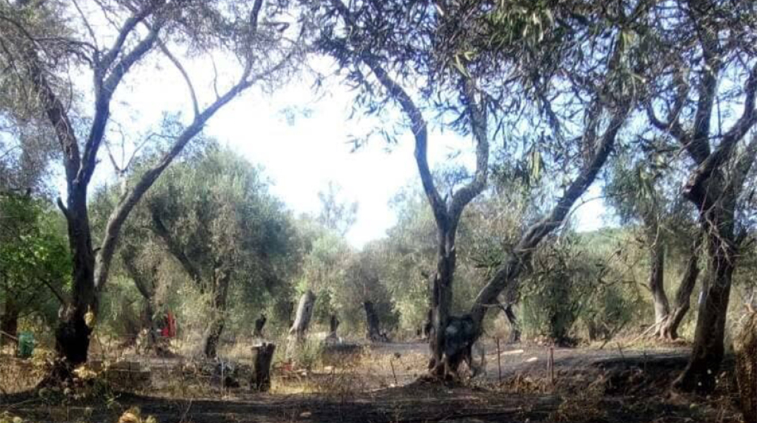 Φωτιά στη νότια Κέρκυρα