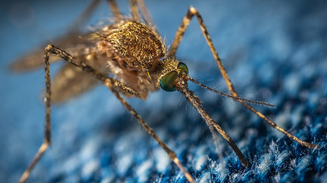 Κουνούπια και ιός του Δυτικού Νείλου