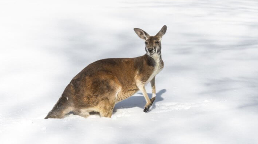 australia-snow-kangaroo-815x500.jpg