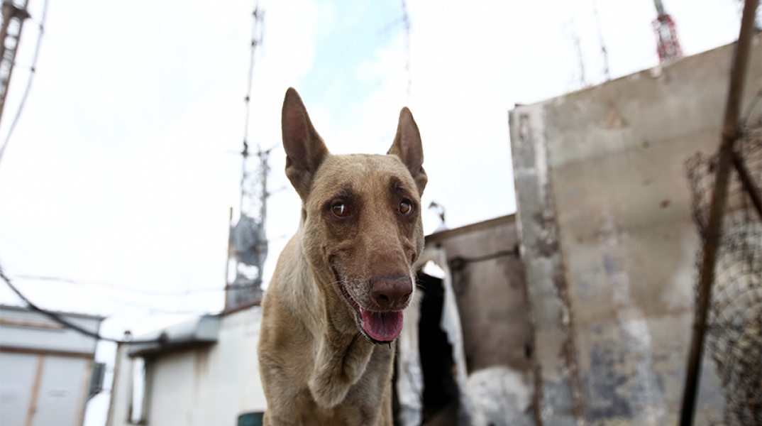 Σκυλίτσα-ηρωίδα του Υμηττού