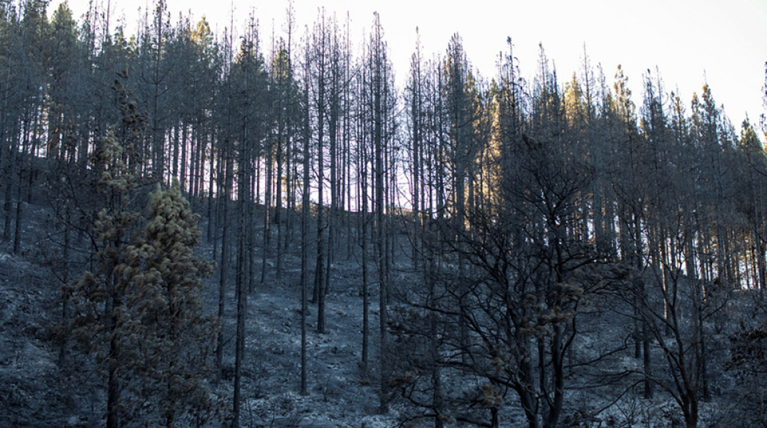 Καμένη δασική έκταση στα Γκραν Κανάρια