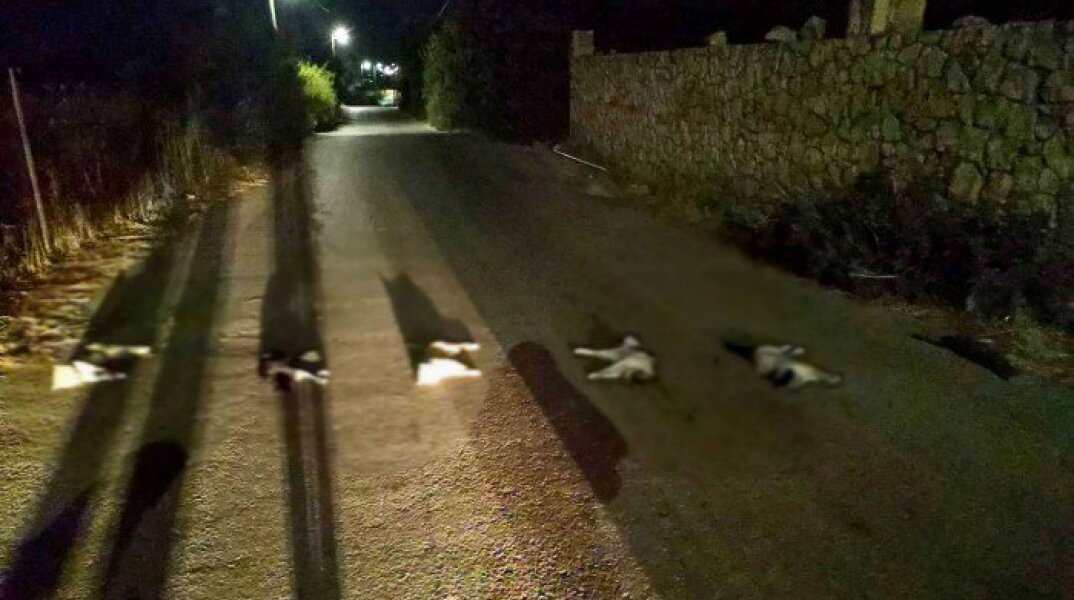 Χανιά: Σκότωσαν γάτες και τις έβαλαν στη μέση του δρόμου