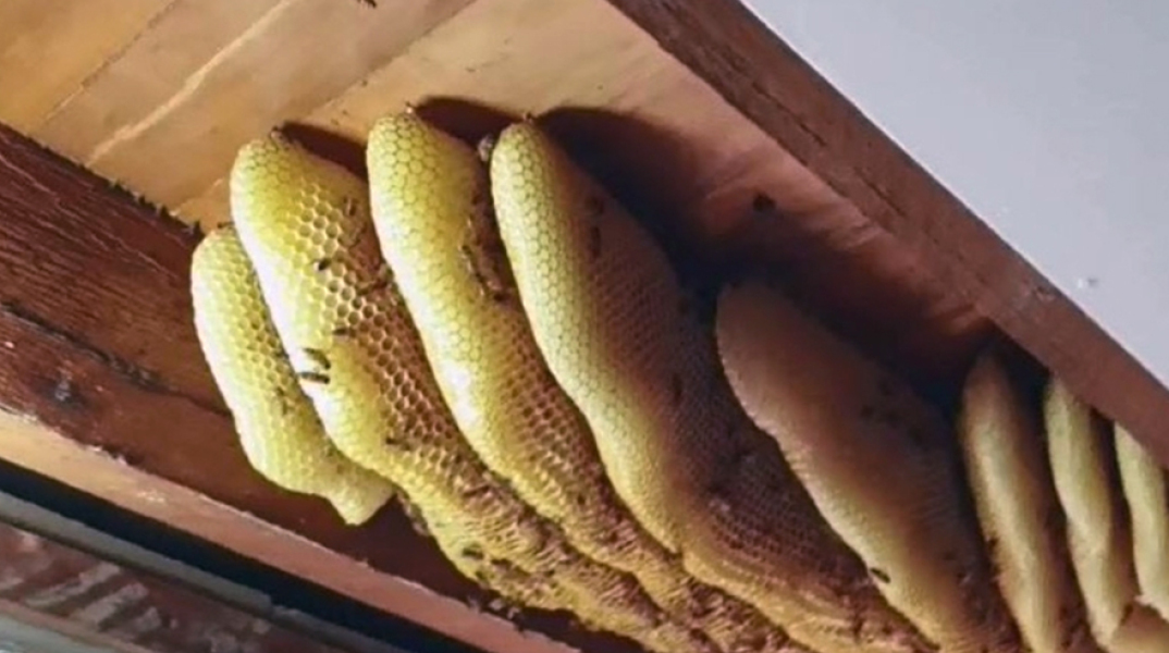 Μέλισσες στο Μπρισμπέιν