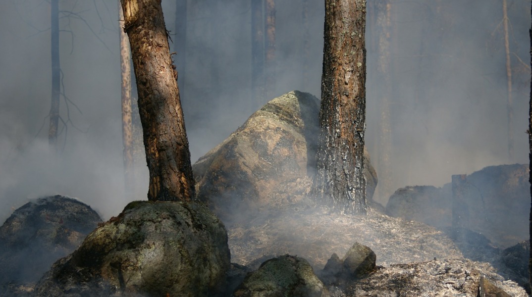Δασική πυρκαγιά