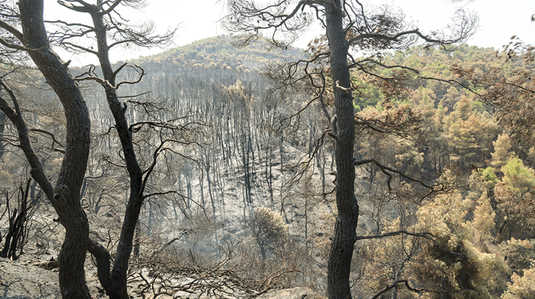 Η οικολογική καταστροφή στα Ψαχνά της Εύβοιας