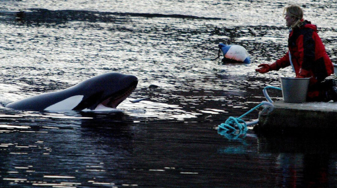 Φάλαινα Όρκα 