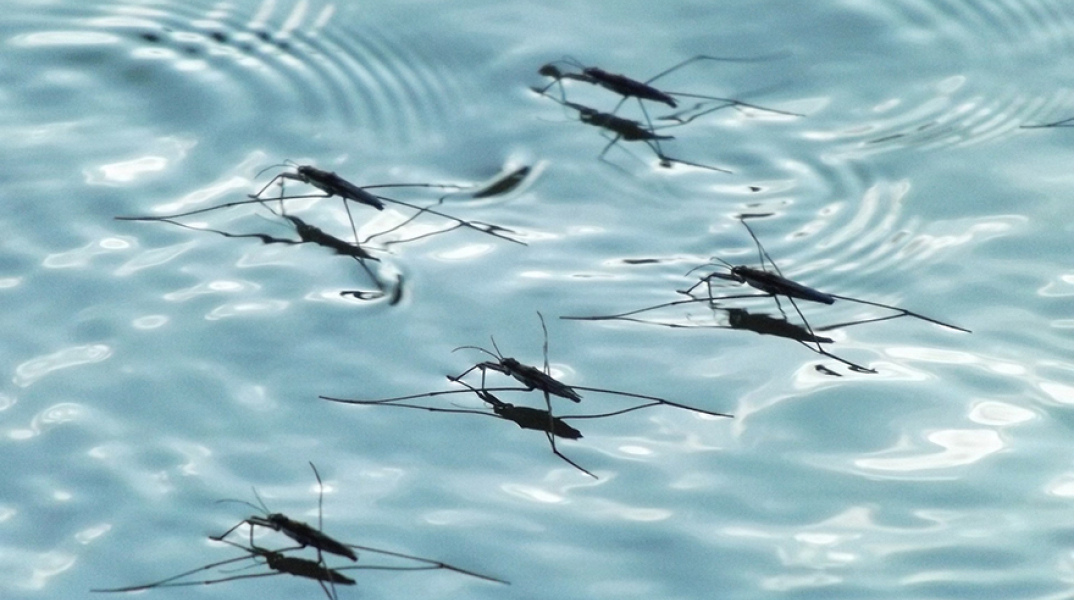 Ιός του Δυτικού Νείλου