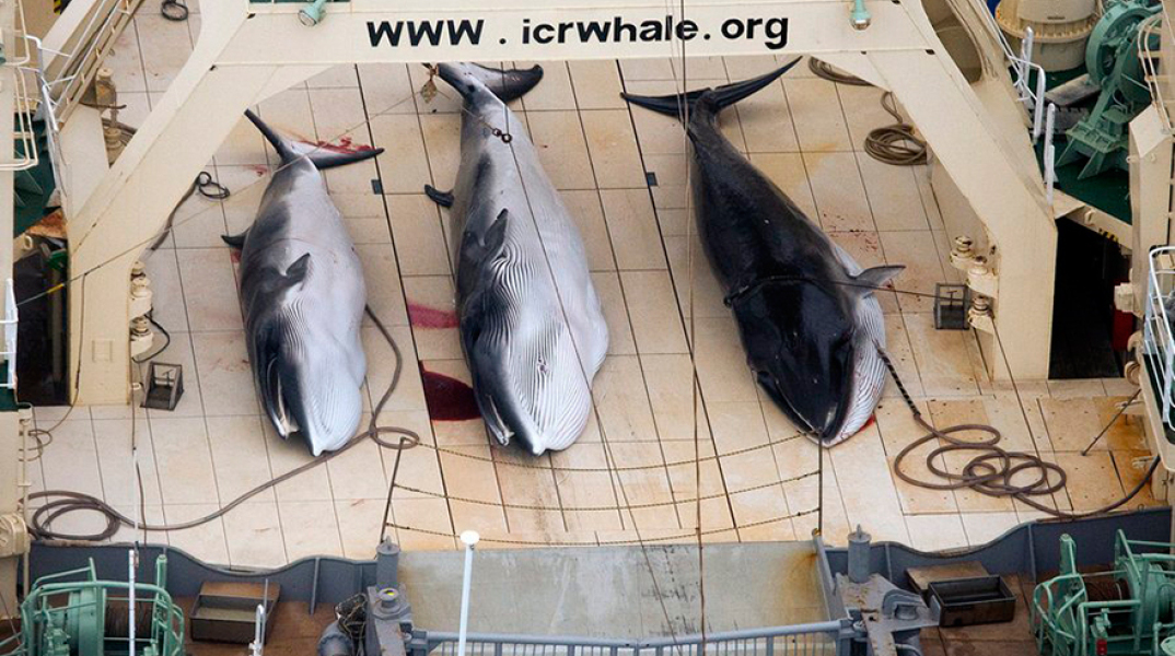 Ιαπωνία, φαλαινοθηρία