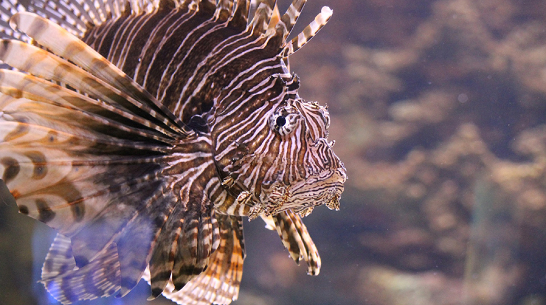 Λεοντόψαρο