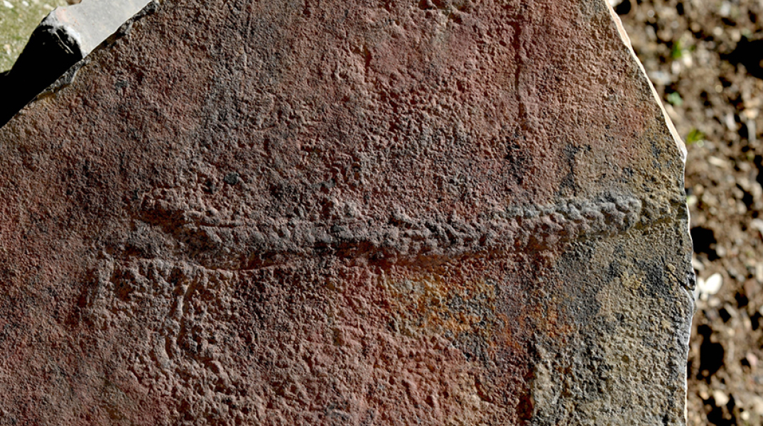 Απολίθωμα ζώου