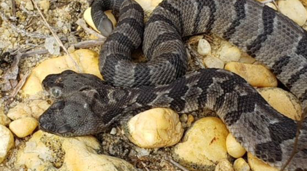 Δικέφαλος κροταλίας