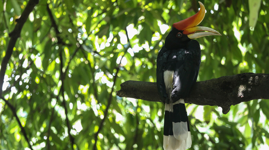 Τροπικό δάσος του Αμαζονίου