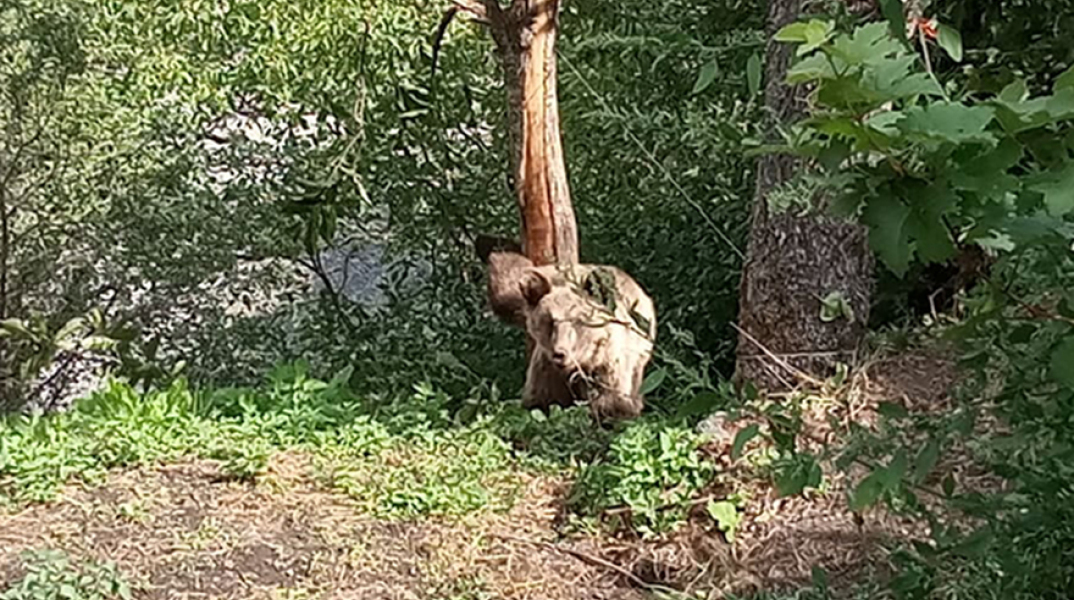 Δίστρατο Ιωαννίνων