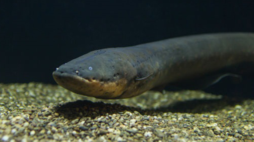 Ηλεκτροφόρο χέλι 