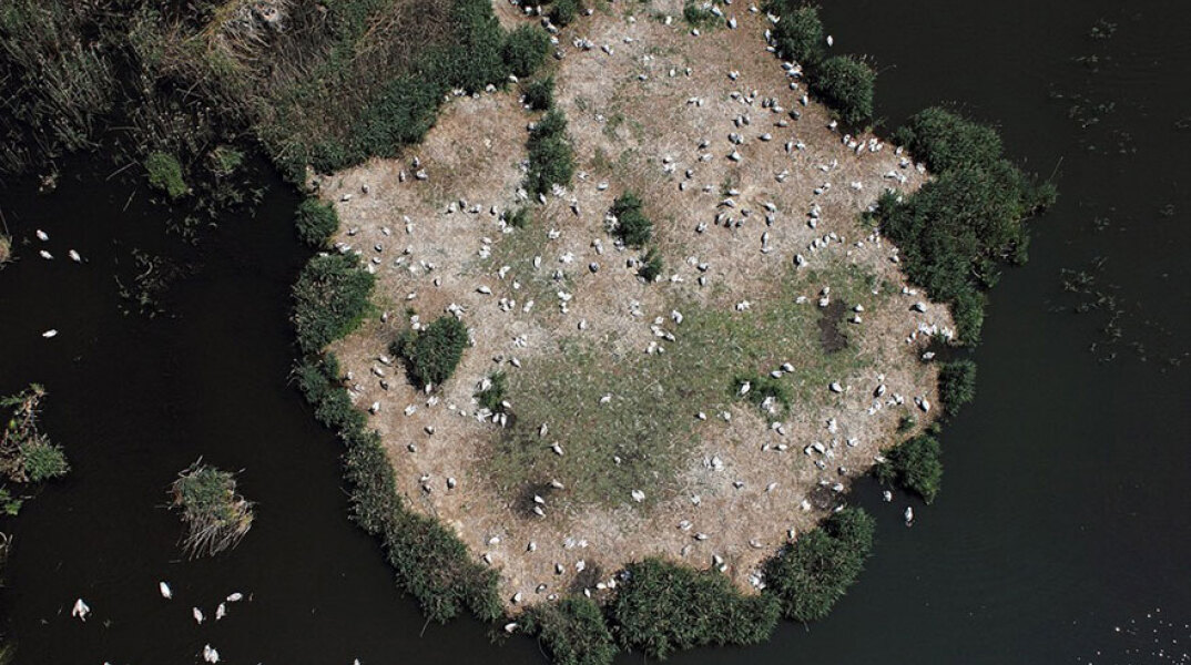 Πελεκάνοι στις Πρέσπες