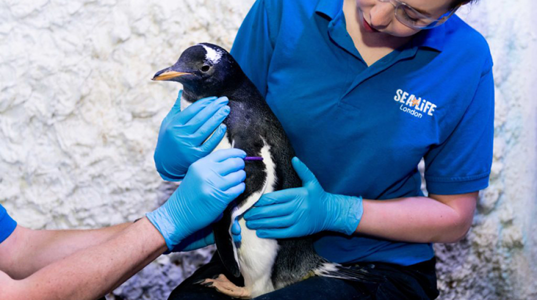 Το πρώτο «ουδέτερο» πιγκουινάκι