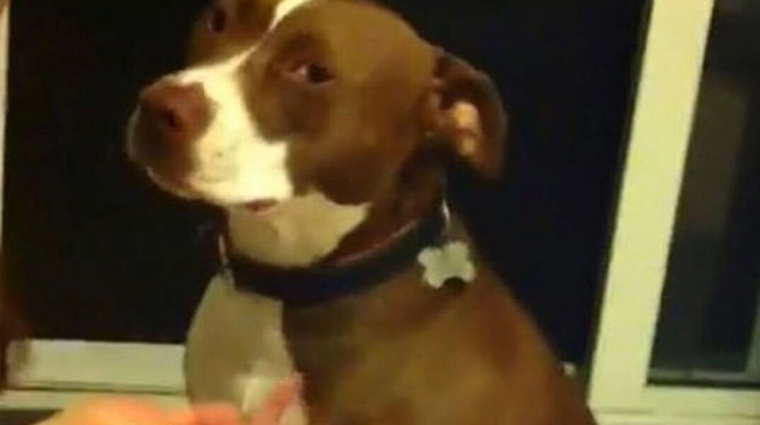 Πίτμπουλ κάνει ότι λιποθυμά για να μην του κόψουν τα νύχια