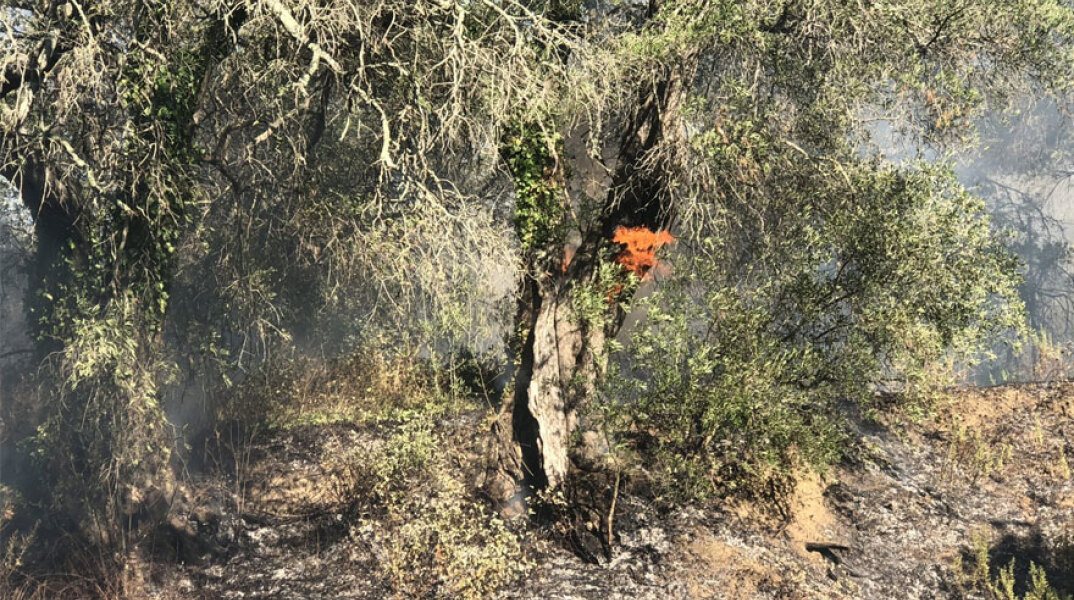 Αγροτοδασική πυρκαγιά στην Κέρκυρα