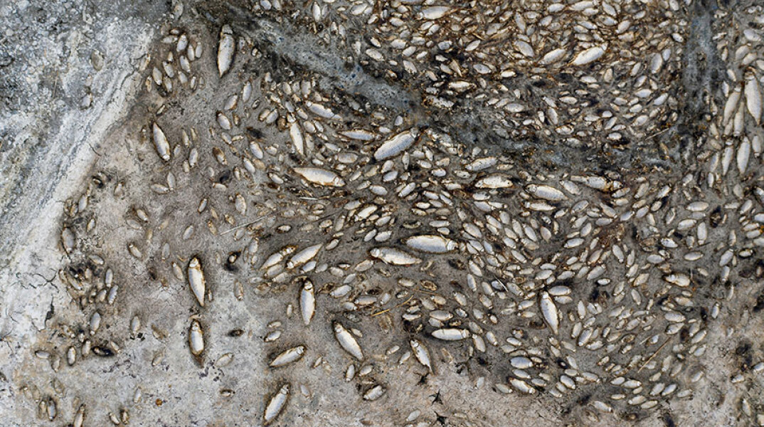 Οικολογική καταστροφή στη λίμνη Κορώνεια - Χιλιάδες νεκρά ψάρια