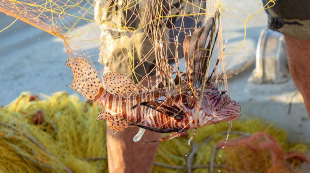 Λεοντόψαρο πιάστηκε στα δίχτυα ψαρά στην Κρήτη