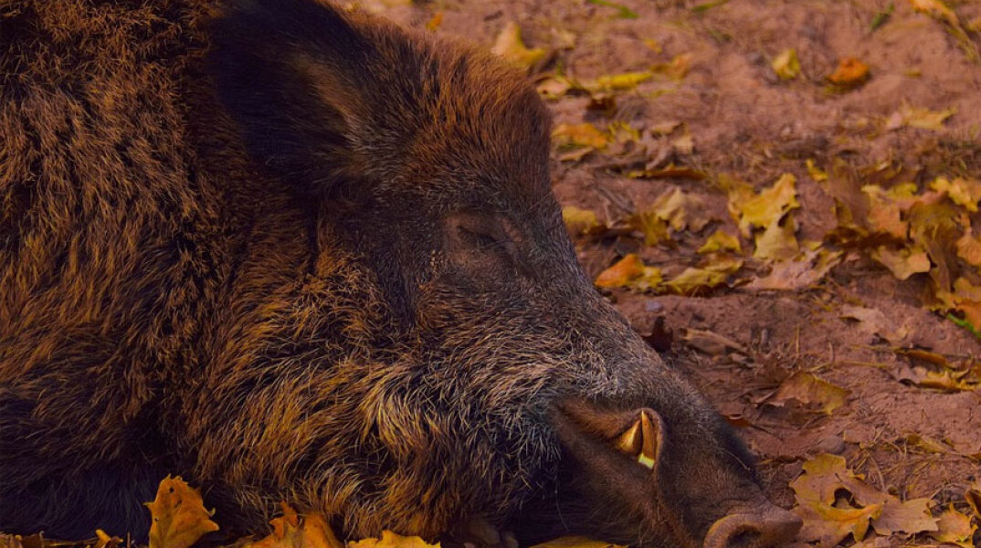 Αγριογούρουνο