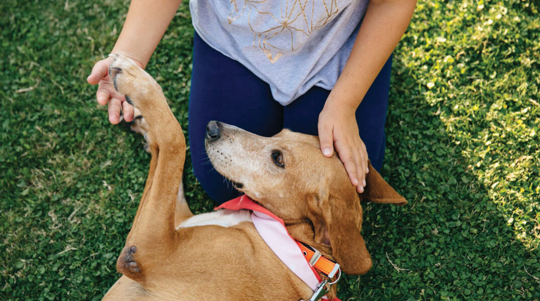 Save a Greek Stray, Παγκόσμια Ημέρα των Ζώων, Μαρίνα Φλοίσβου, Ελένη Φουρέιρα