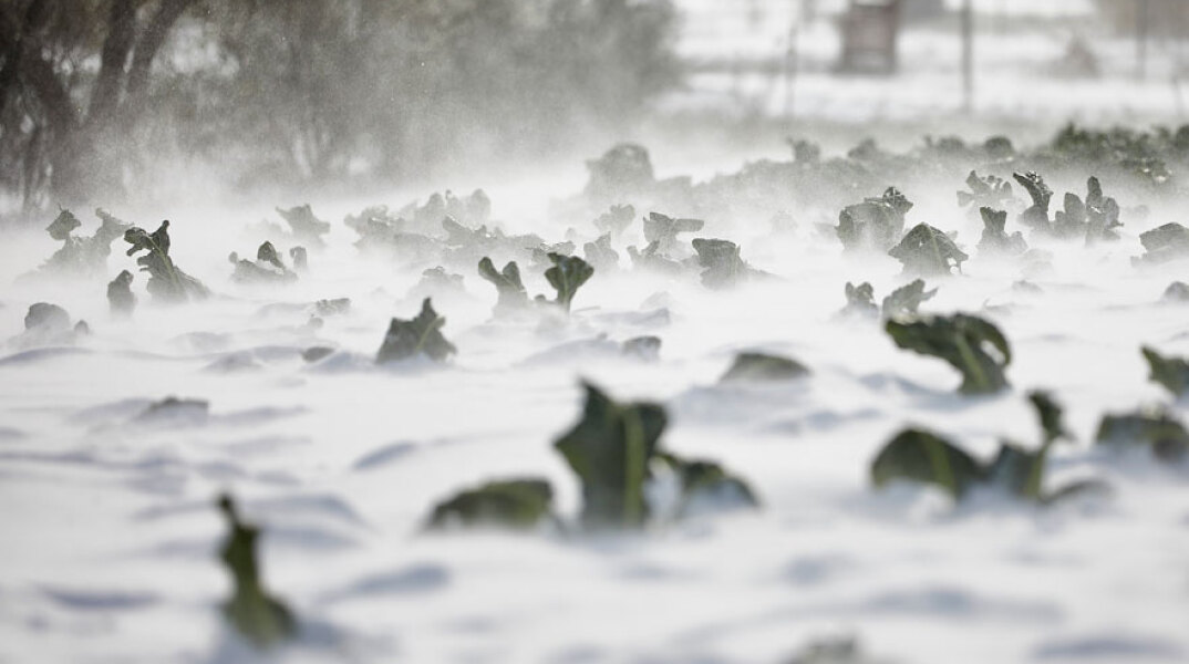 Καταστροφές σε καλλιέργειες