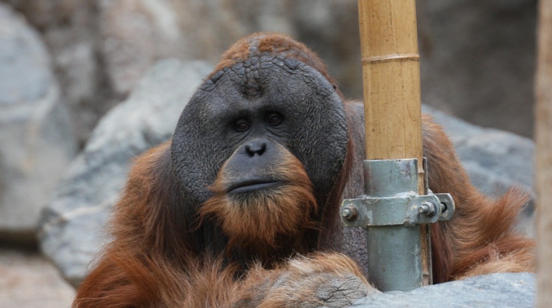 orangutan