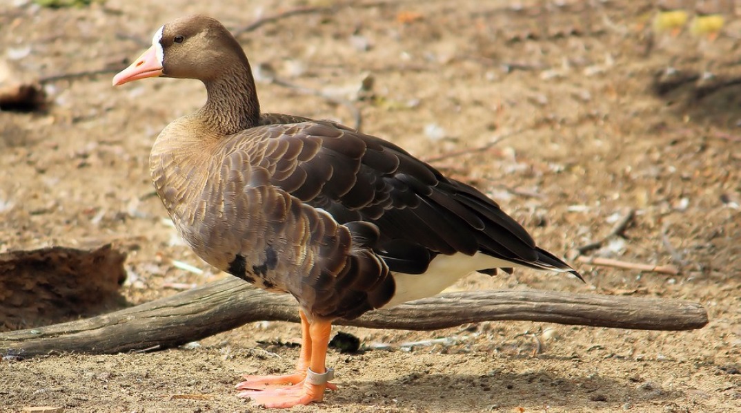 white-fronted-goose