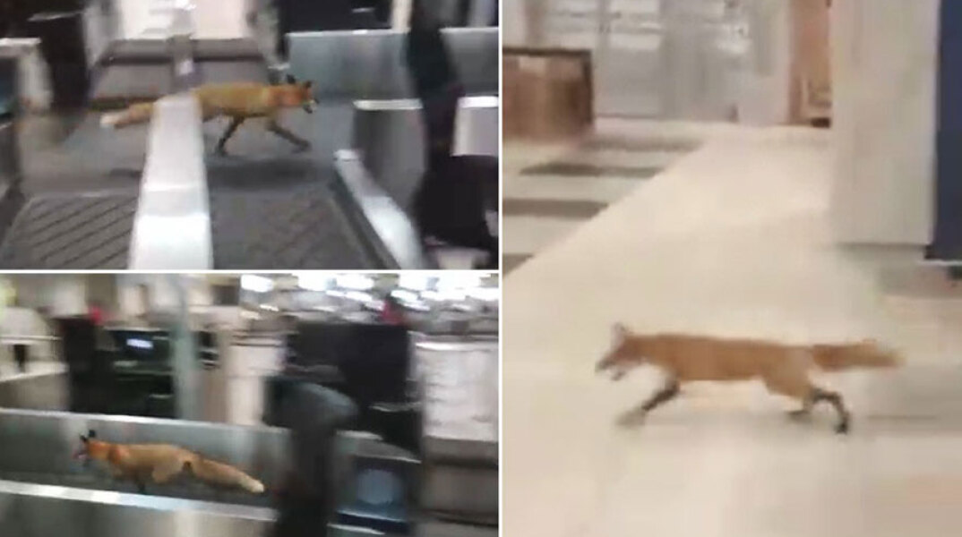 fox-in-moscow-airport.jpg